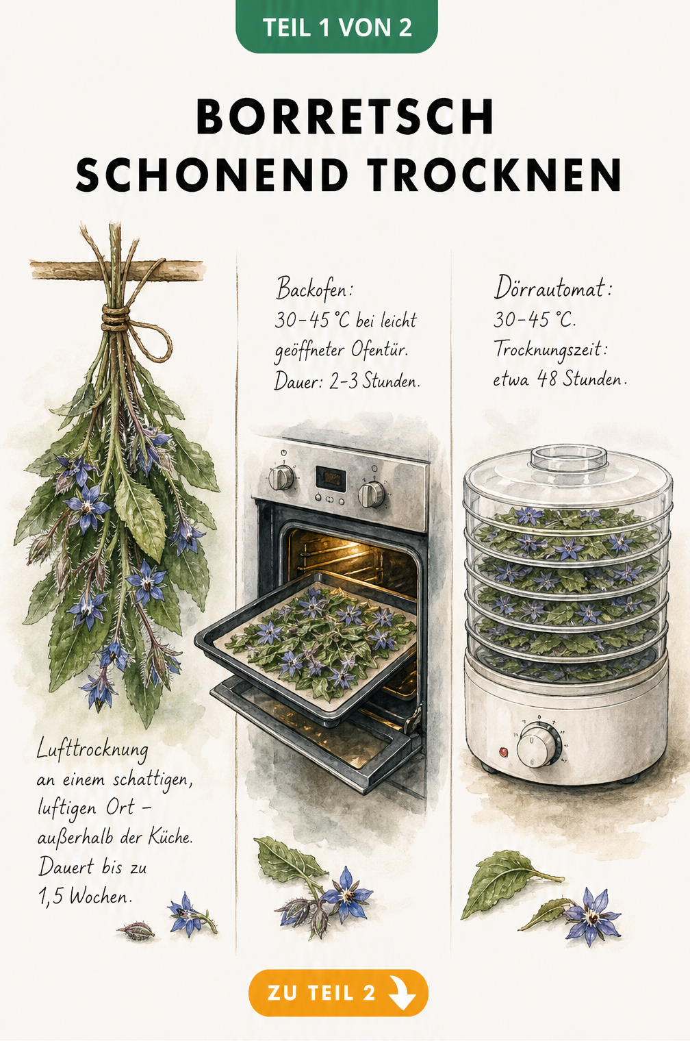 Illustration von drei Methoden zum Trocknen von Borretsch: Lufttrocknung, Backofen und Dörrautomat mit Temperatur- und Zeitangaben