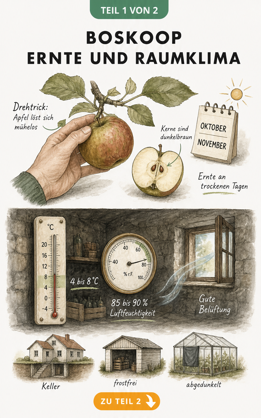 Illustration zur Ernte von Boskoop-Äpfeln mit Drehtrick und optimalem Raumklima für die Lagerung