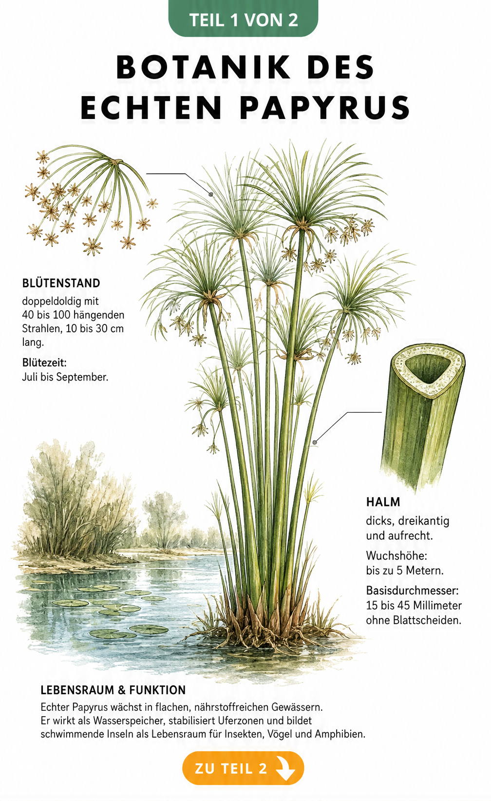 Botanische Illustration der Papyruspflanze mit Details zu Blütenstand und Halmquerschnitt