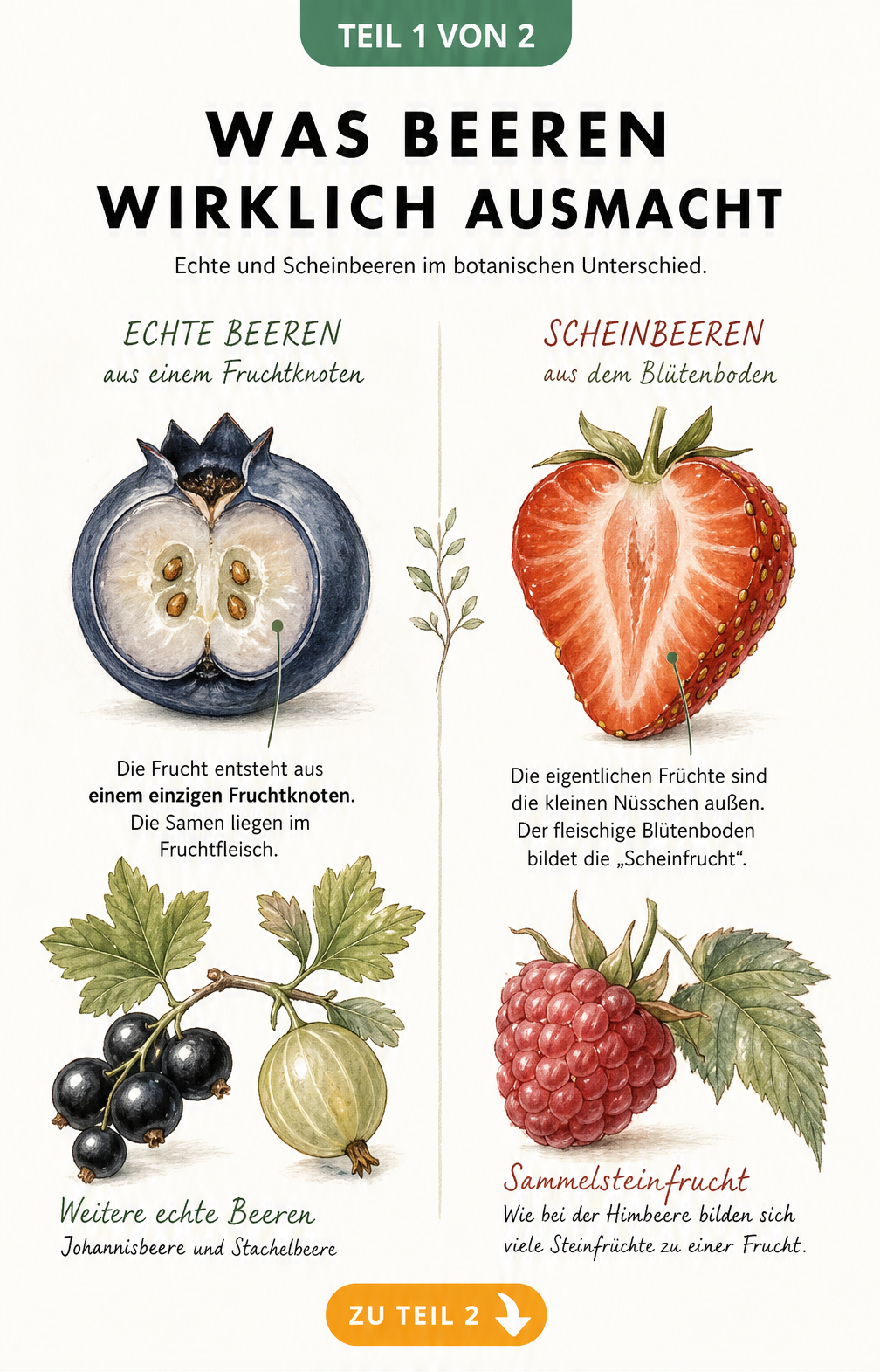 Botanische Definition von Beerenobst mit Querschnitten von Heidelbeere und Erdbeere