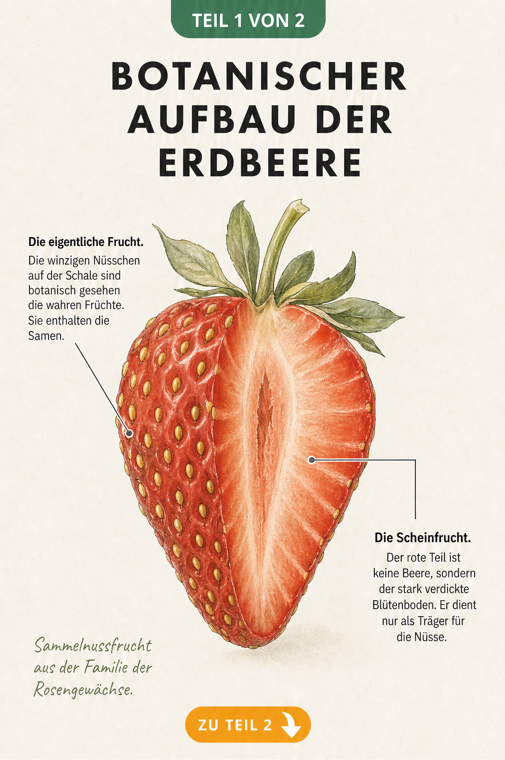Botanische Illustration einer Erdbeere im Querschnitt, die Nüsschen, Scheinfrucht und Blütenboden zeigt
