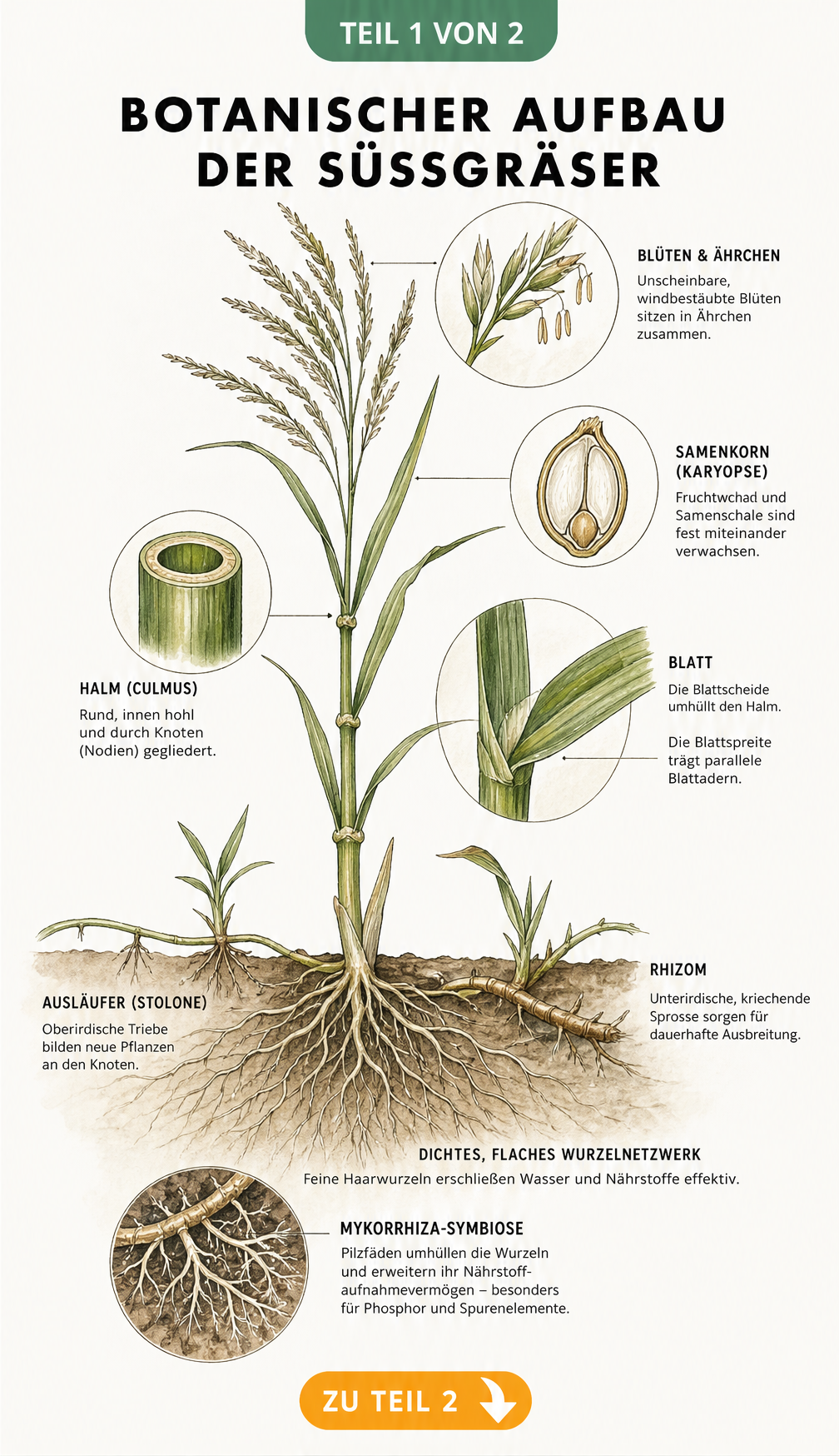 Botanische Illustration eines Süßgrases mit Wurzeln, Halm, Blättern und Blütenstand