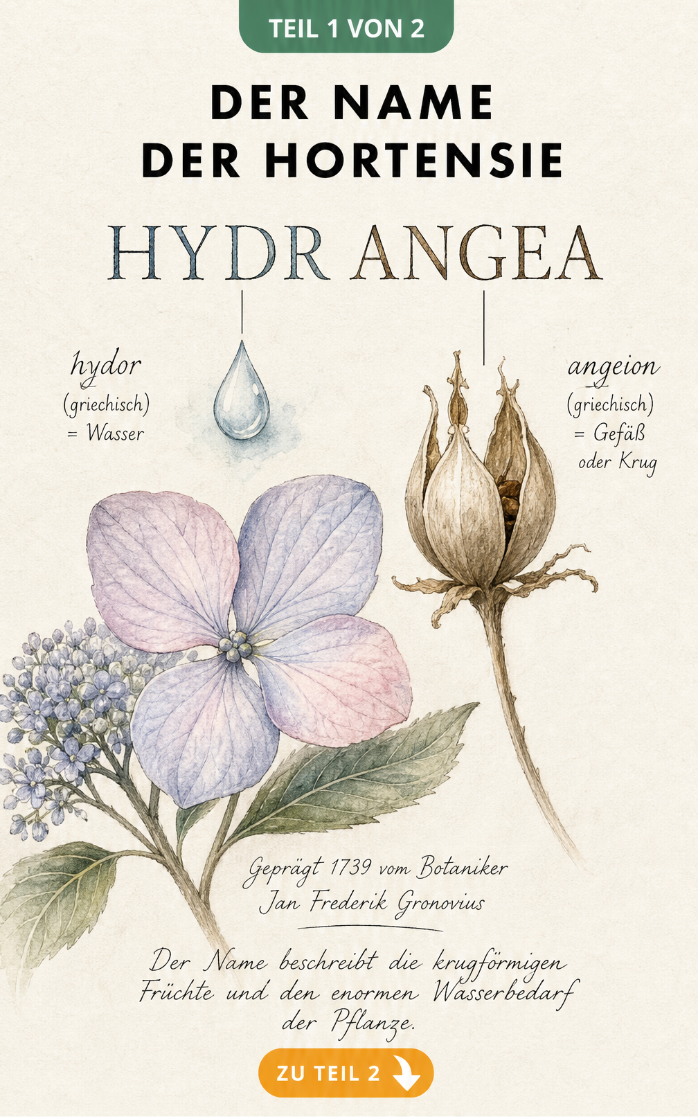Botanische Illustration der Hortensie mit Erklärung des Namens Hydrangea aus hydor und angeion