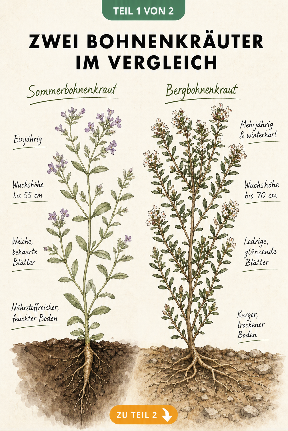 Botanische Illustration von Sommerbohnenkraut und Bergbohnenkraut mit Wuchshöhe, Blättern und Wurzeln im Vergleich
