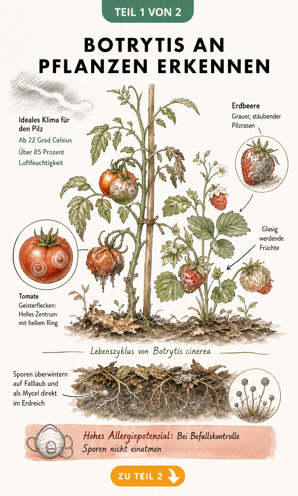 Illustration einer Tomaten- und Erdbeerpflanze mit Botrytis-Befall, Geisterflecken und Grauschimmel-Sporen im Boden