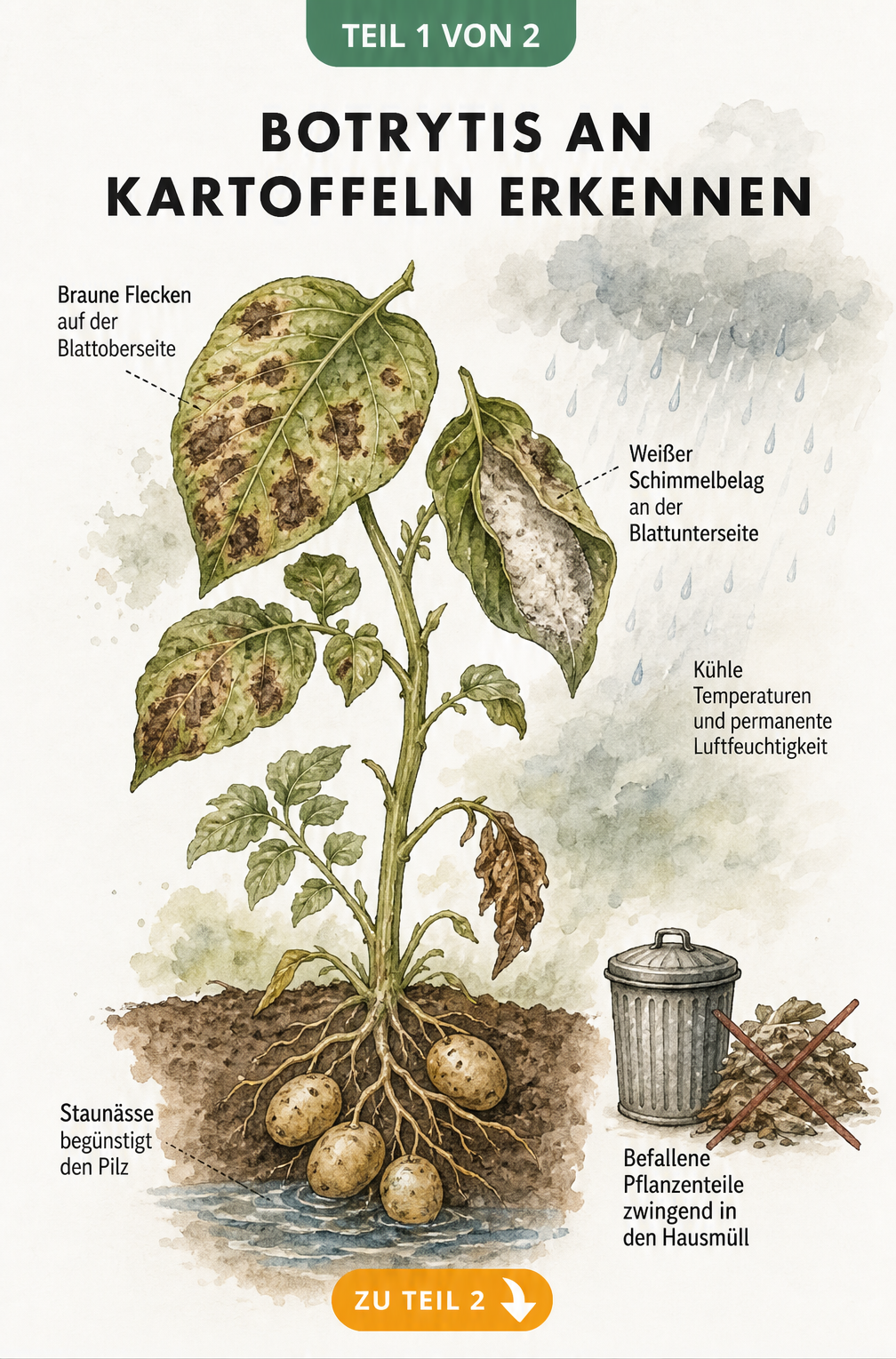 Botanische Illustration eines Kartoffeltriebs mit braunen Flecken und weißem Schimmelbelag durch Botrytis