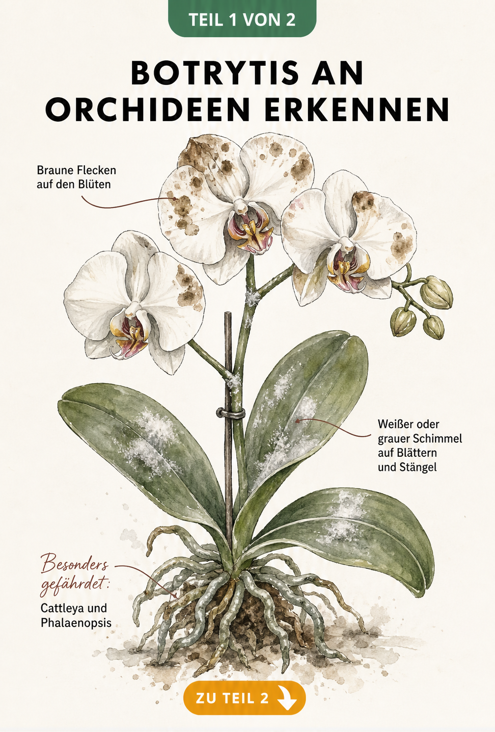 Botanische Illustration einer Phalaenopsis-Orchidee mit braunen Flecken auf den Blüten und grauem Schimmel auf Blättern und Stängel