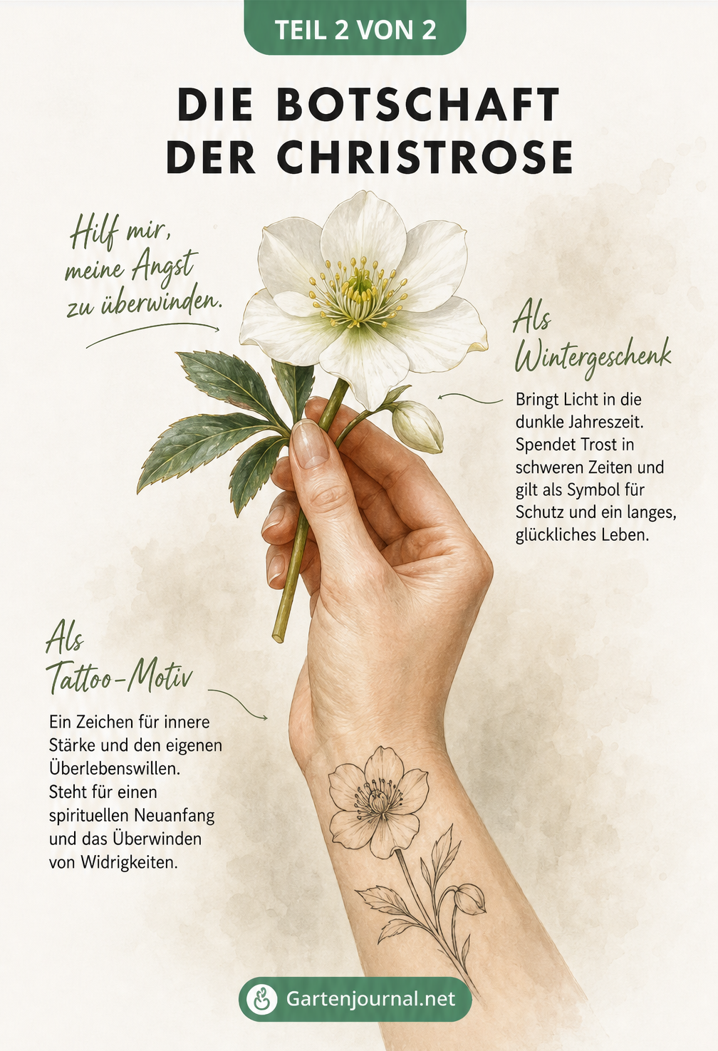 Illustration einer Hand mit einer echten Christrose und einem passenden Line-Art-Tattoo, mit Texten zur Bedeutung als Geschenk und Tattoo-Motiv.