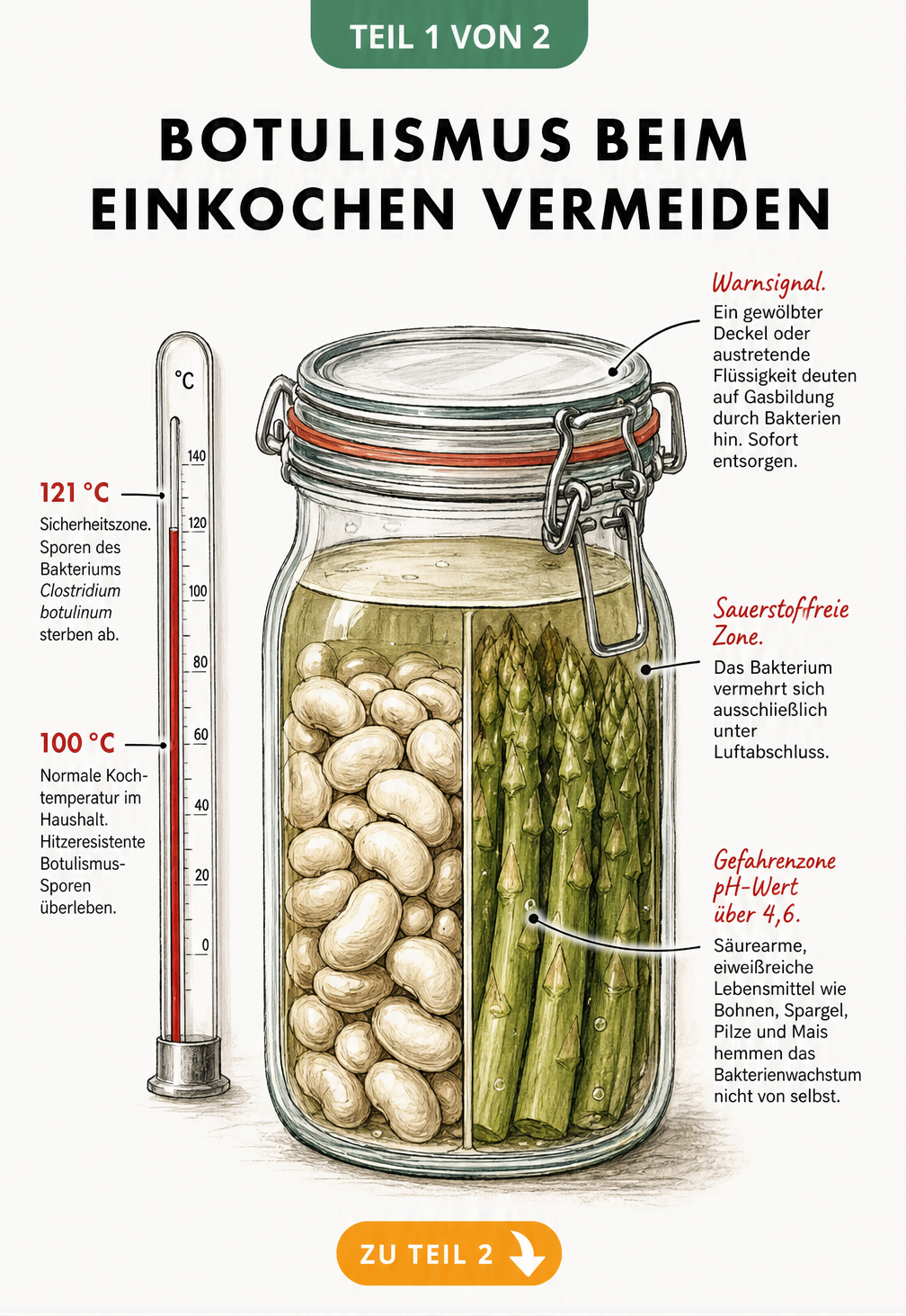 Querschnitt eines Einmachglases mit Bohnen und Spargel neben einem Thermometer, das die Überlebenstemperatur von Botulismus-Sporen zeigt