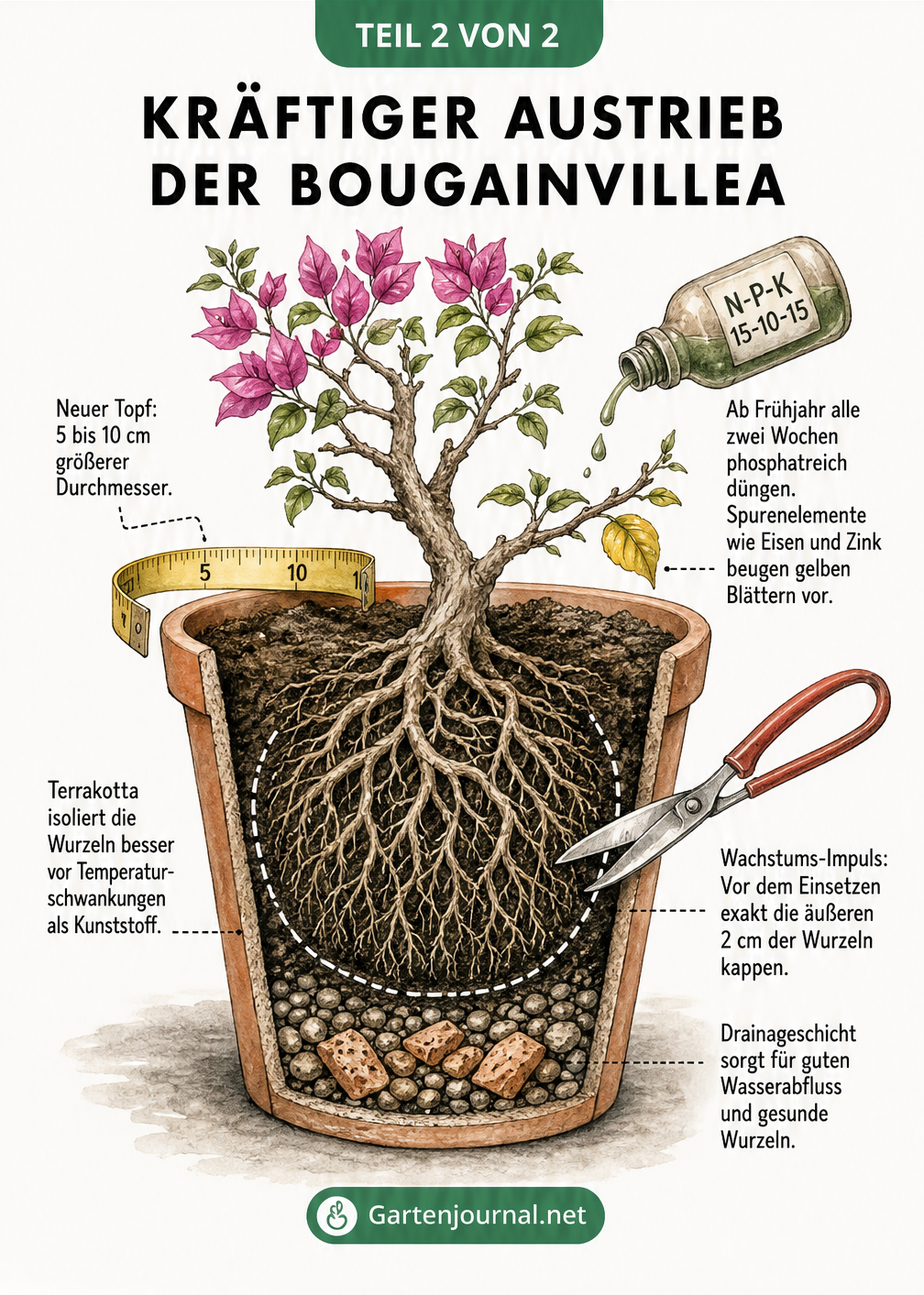 Schnittzeichnung einer Bougainvillea im Topf mit Wurzelballen, Maßband und Dünger