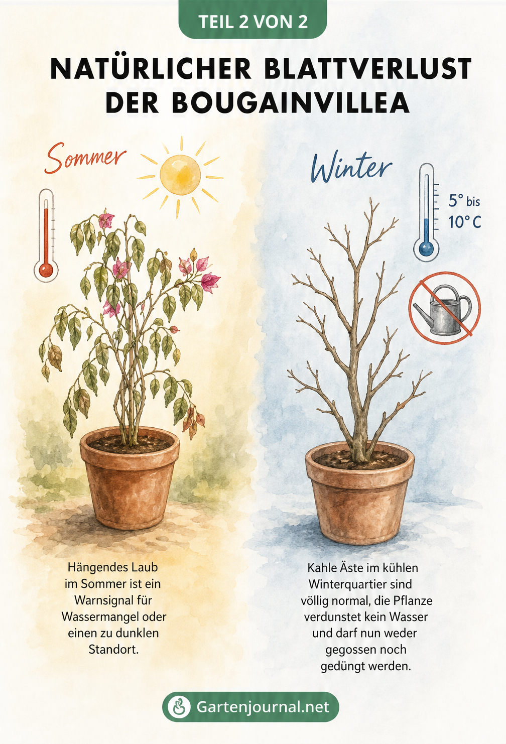 Vergleich einer Bougainvillea im Sommer mit hängenden Blättern durch Wassermangel und einer kahlen Bougainvillea im Winterquartier bei 5 bis 10 Grad.