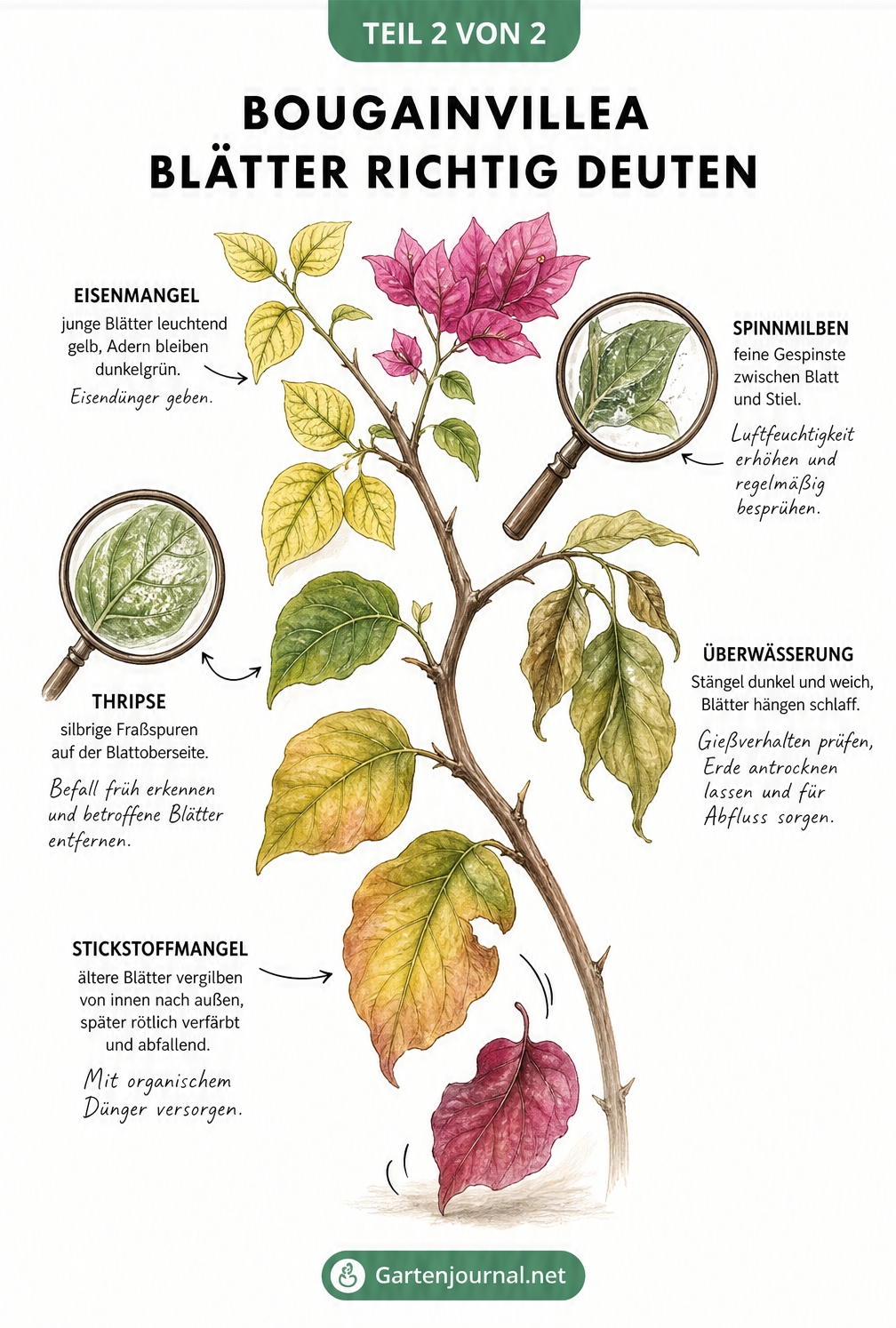 Botanische Zeichnung eines Bougainvillea-Zweigs, die Symptome von Stickstoffmangel, Eisenmangel, Überwässerung sowie Spinnmilben und Thripsen zeigt