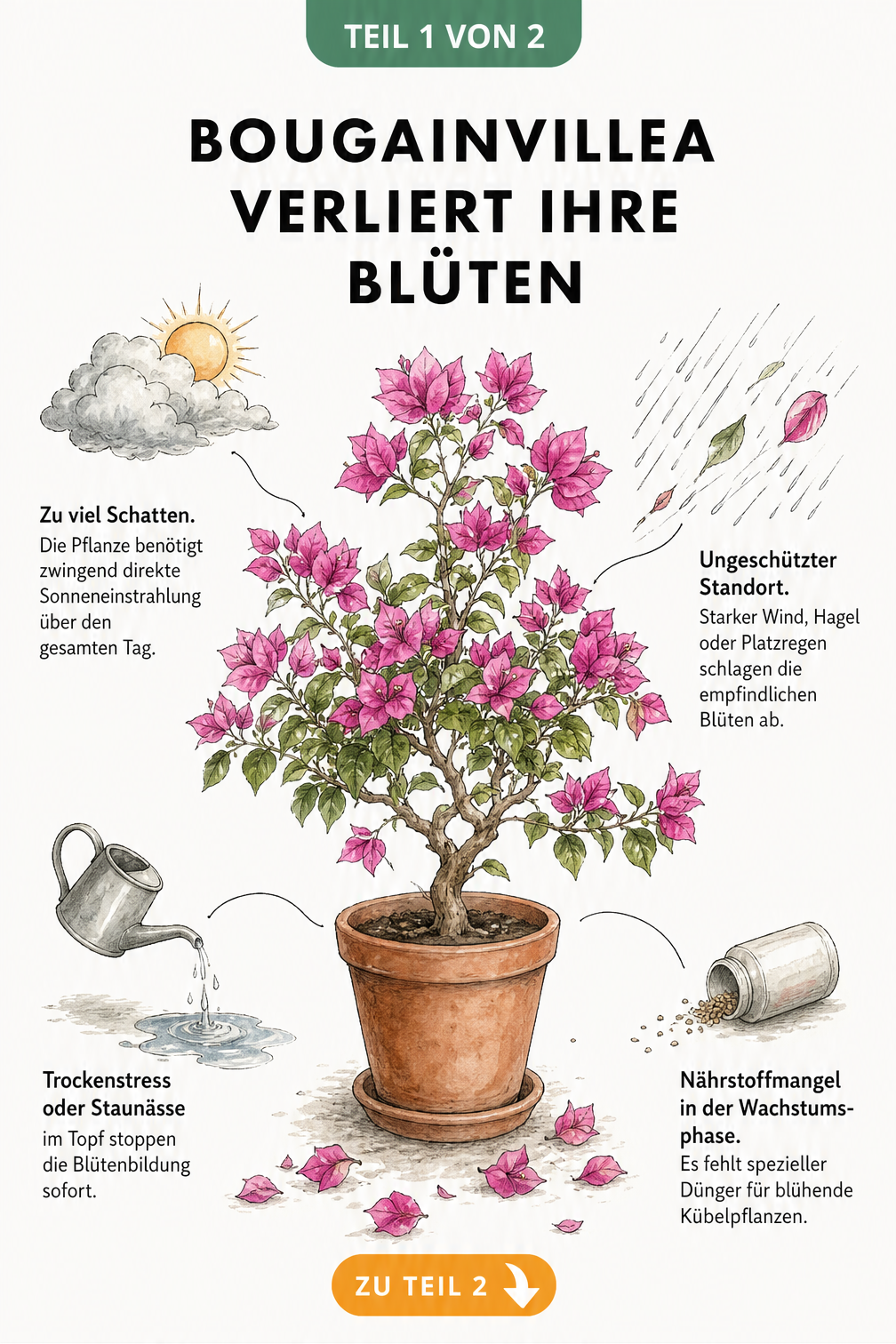 Illustration einer Bougainvillea im Topf, die Blüten verliert, mit Hinweisen zu Licht, Wetter, Wasser und Dünger
