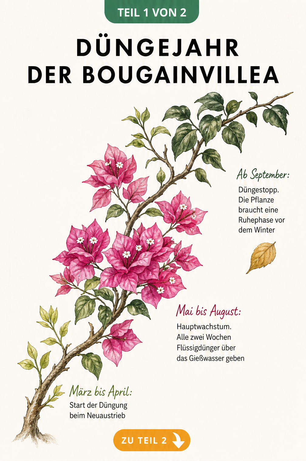 Handgezeichneter Bougainvillea-Zweig, der den Düngezeitraum von März bis September mit Knospen, Blüten und Ruhephase zeigt