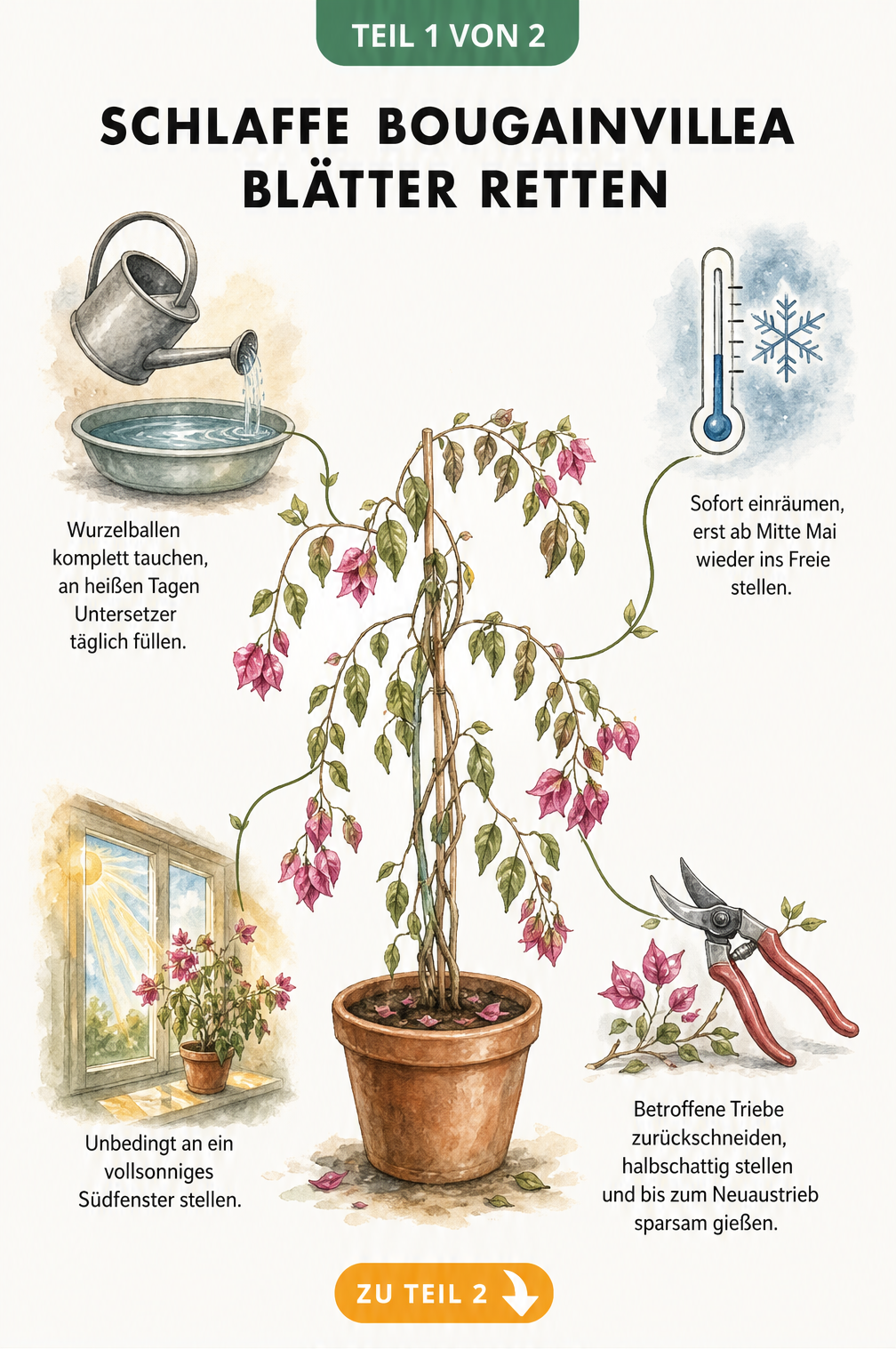 Illustration einer Bougainvillea mit hängenden Blättern und vier Ursachen: Trockenstress, Kälte, Lichtmangel und Umtopfen während der Blüte.