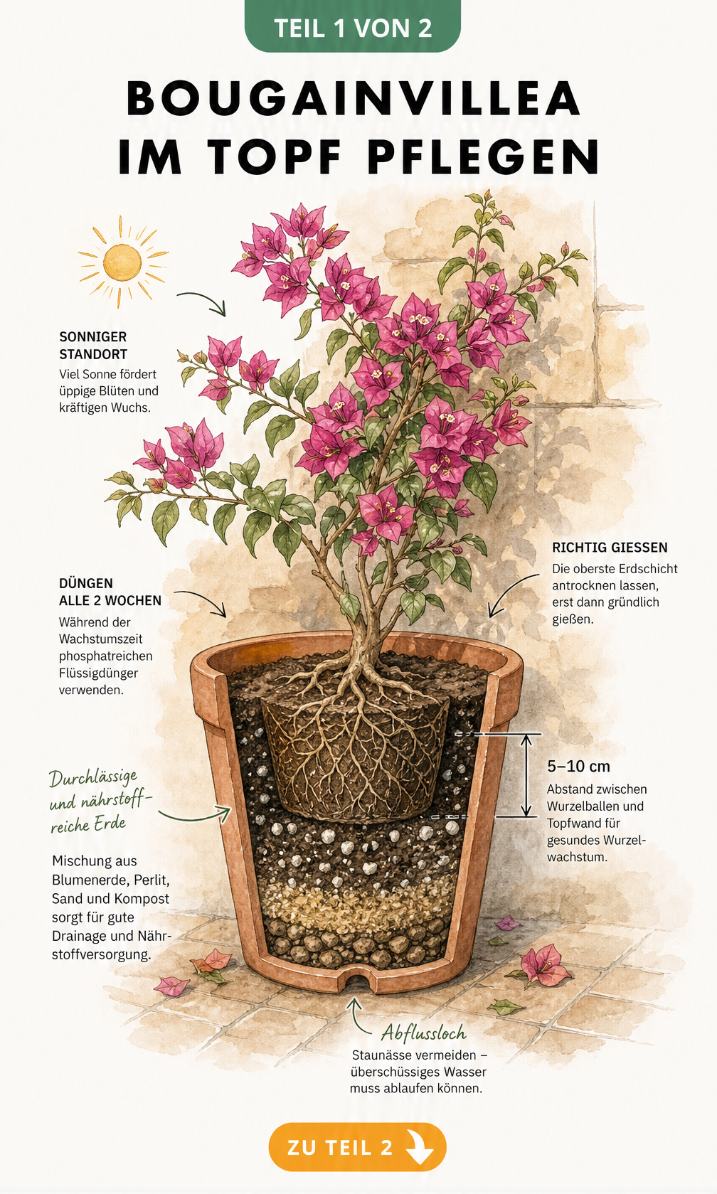 Botanische Illustration einer Bougainvillea im Topf mit Querschnitt des Wurzelbereichs und Substratmischung