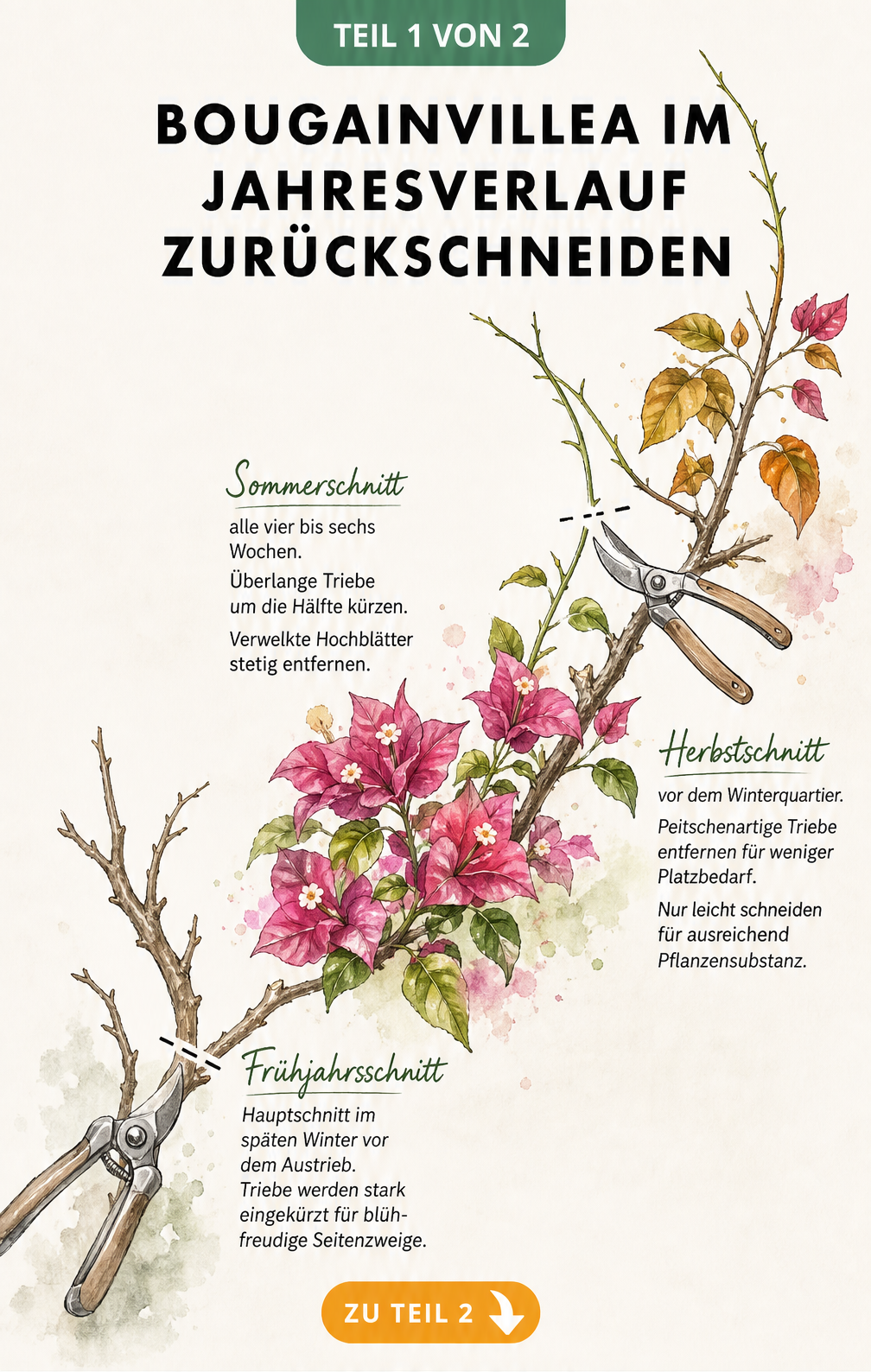 Illustration eines Bougainvillea-Astes, der die drei Schnittphasen im Frühjahr, Sommer und Herbst zeigt
