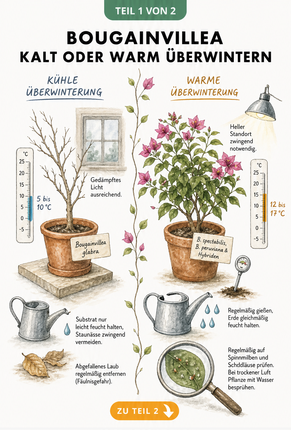 Illustration zur kalten und warmen Überwinterung der Bougainvillea mit Thermometer und Gießkanne