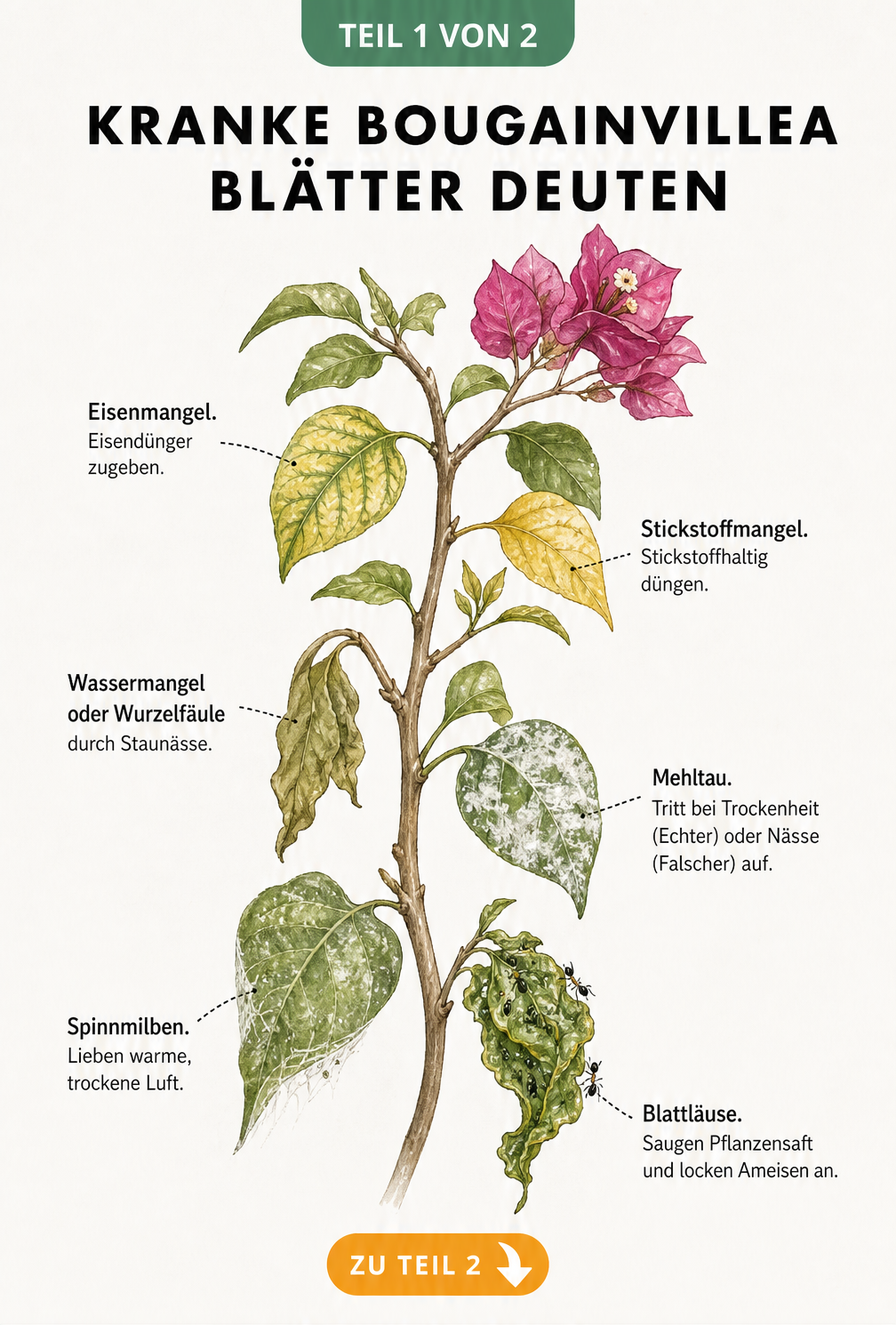 Botanische Illustration eines Bougainvillea-Zweigs mit Schadbildern wie gelben Blättern, Mehltau und Schädlingen