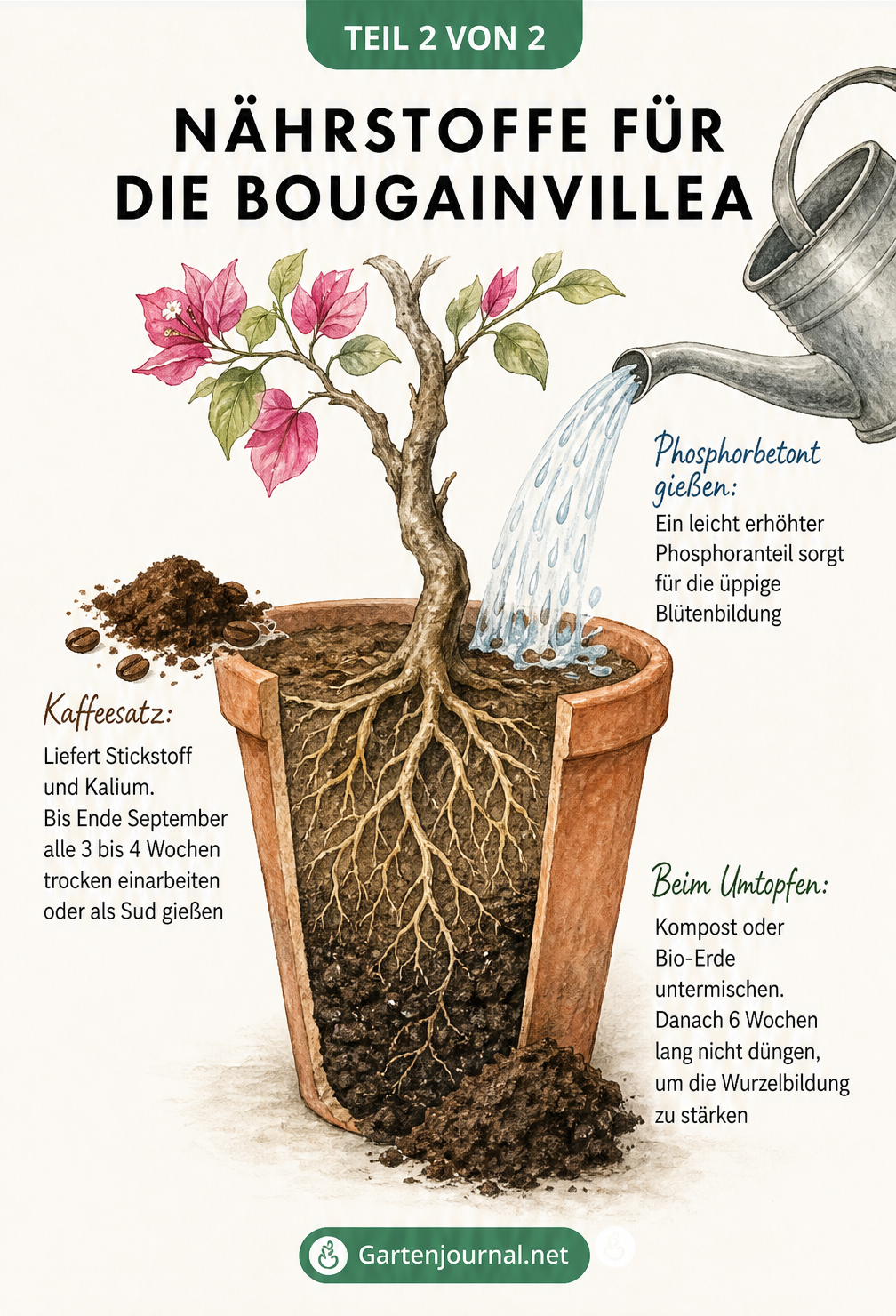 Querschnitt eines Terrakotta-Topfes mit Bougainvillea-Wurzeln, der Düngung mit Phosphor, Kaffeesatz und Kompost illustriert
