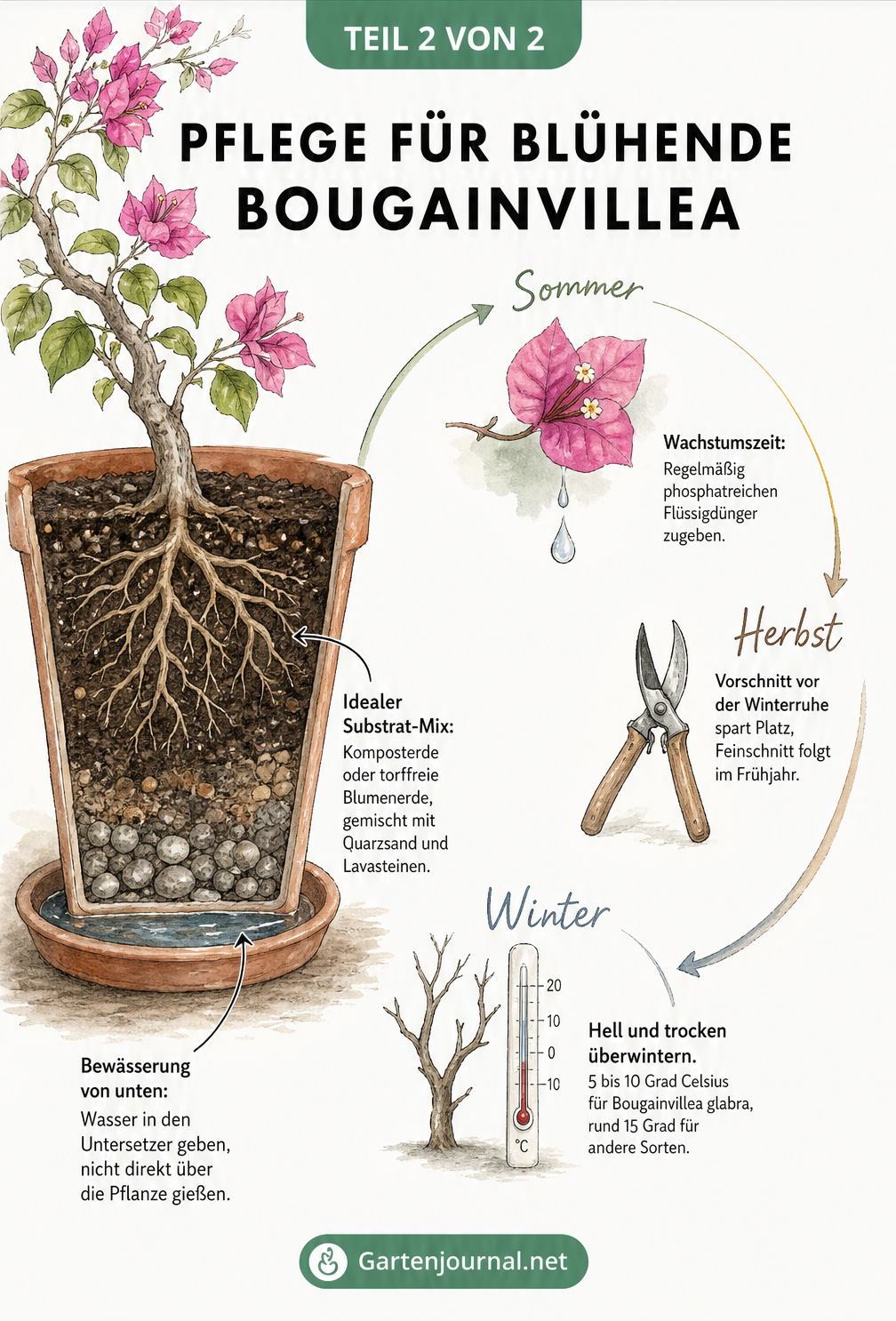 Querschnitt einer Bougainvillea im Topf mit Hinweisen zu Substrat, Bewässerung und einem Jahreskreis zur Pflege