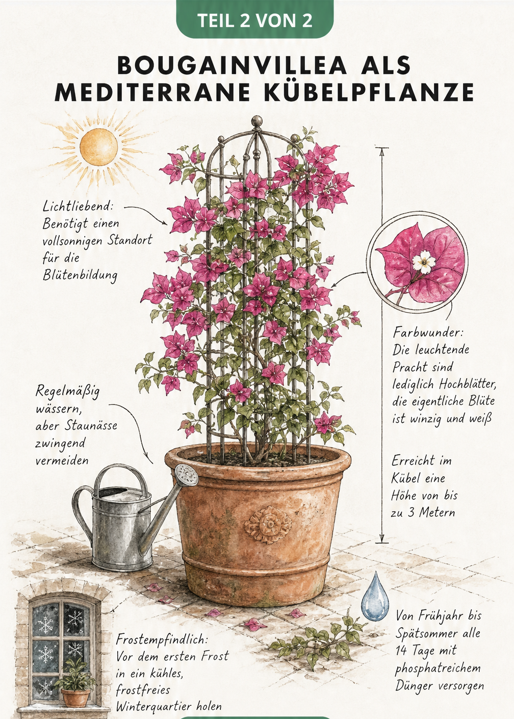 Zeichnung einer blühenden Bougainvillea im Terrakotta-Topf mit Pflegetipps zu Standort, Gießen und Überwinterung