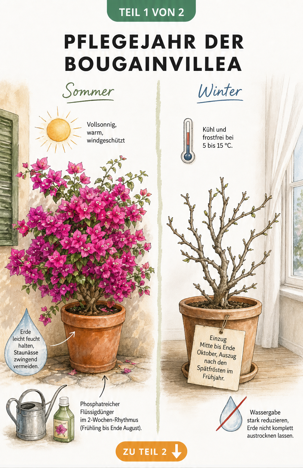Illustration einer Bougainvillea im Sommer und Winter mit Pflegetipps