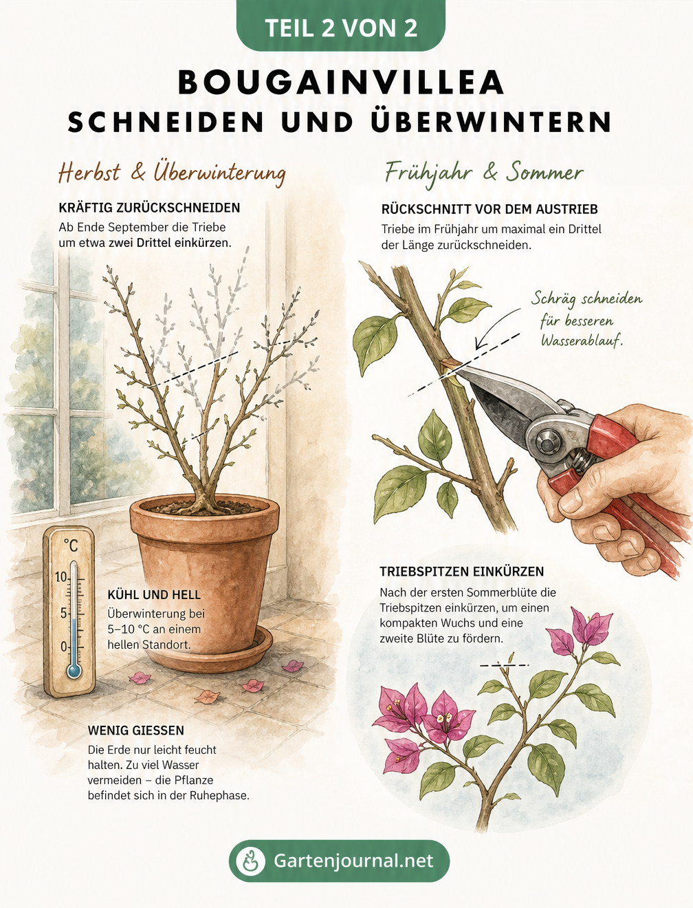 Illustration zum Rückschnitt und zur Überwinterung der Bougainvillea bei 5 bis 10 Grad Celsius
