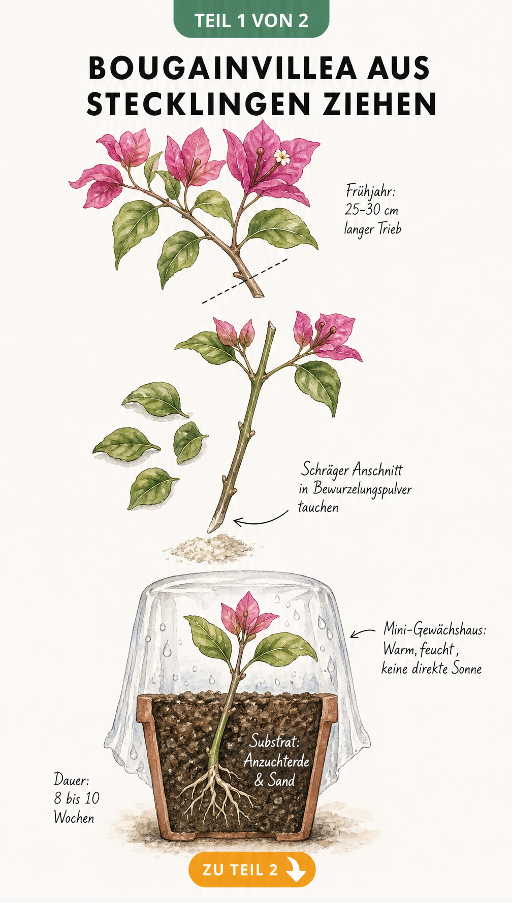 Illustration zur Vermehrung von Bougainvillea durch Stecklinge mit Bewurzelungspulver und Mini-Gewächshaus