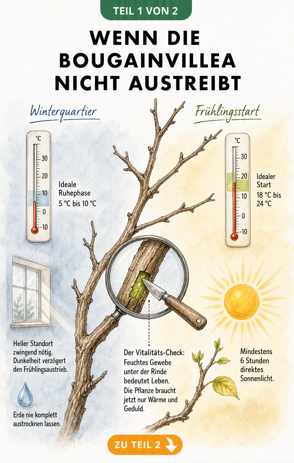 Illustration eines Bougainvillea-Astes im Winterquartier und beim Frühlingsaustrieb mit Vitalitäts-Check