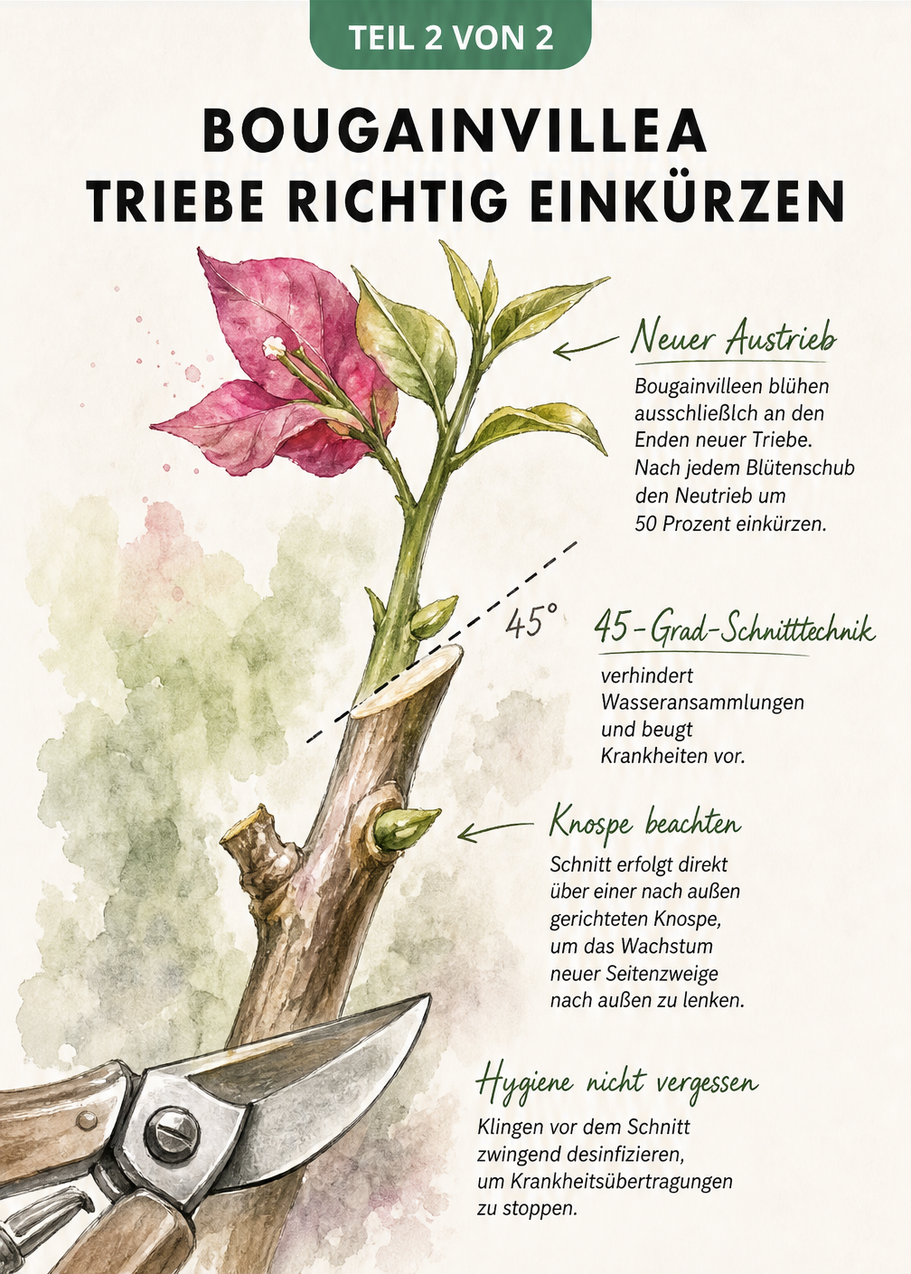 Detailzeichnung eines Bougainvillea-Triebs mit 45-Grad-Schnitttechnik über einer nach außen gerichteten Knospe