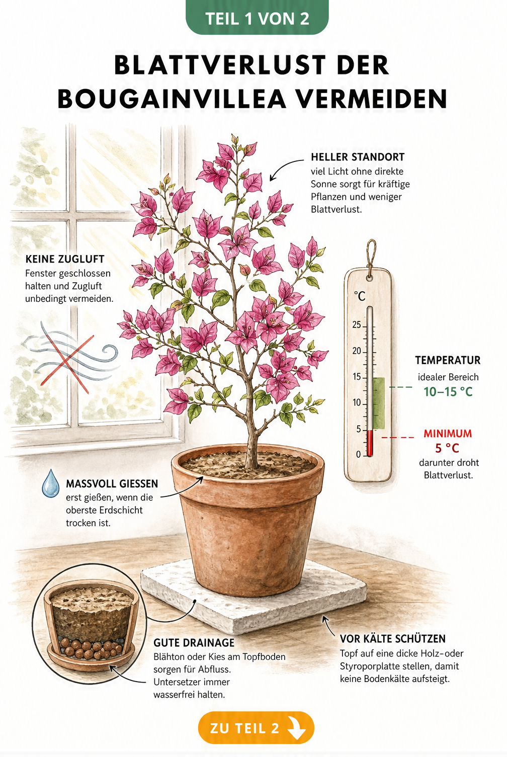 Illustration einer Bougainvillea im Topf am hellen Fenster mit Thermometer, das 10 bis 15 Grad anzeigt, und Hinweisen zu Gießen und Drainage