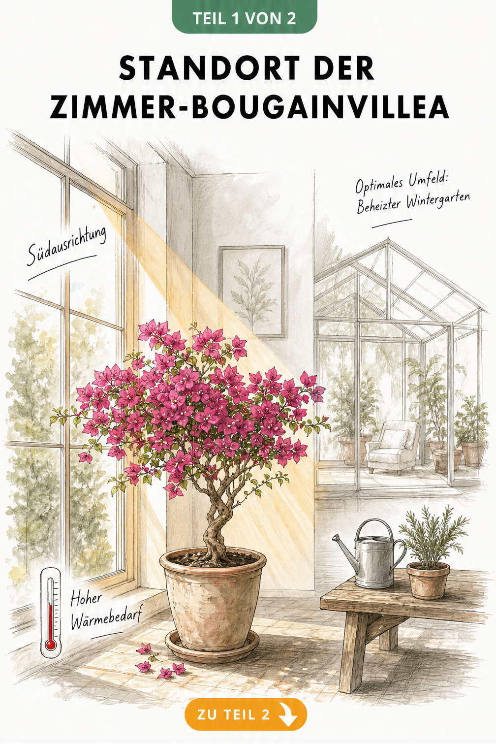 Handgezeichnete Skizze eines hellen Raumes mit Südausrichtung und einer blühenden Bougainvillea im Kübel im Lichtkegel