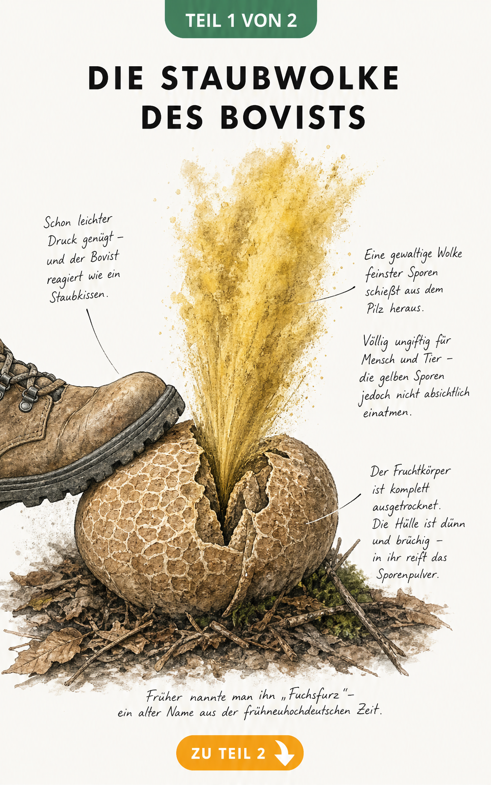 Illustration eines alten Bovists auf dem Waldboden, aus dem eine gelbe Sporenwolke entweicht, wenn ein Schuh darauf drückt.