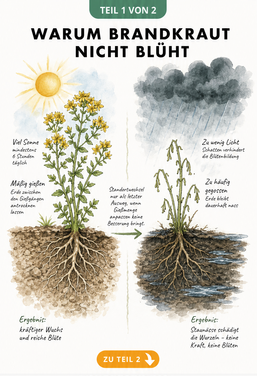 Botanische Gegenüberstellung von Brandkraut: links gesund in der Sonne mit trockenem Boden, rechts blütenlos bei Staunässe und Schatten.