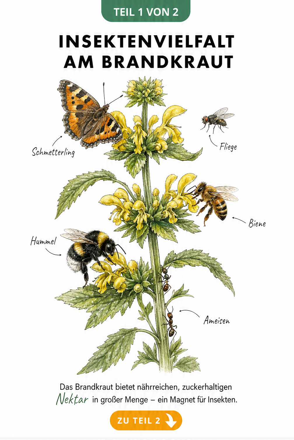 Botanische Illustration eines blühenden Brandkrauts mit Hummel, Biene, Schmetterling, Fliege und Ameisen