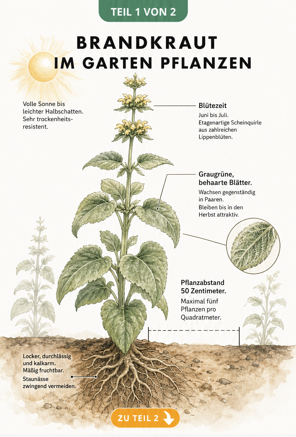 Botanische Illustration eines Brandkrauts mit Querschnitt der Wurzeln, Blättern und gelben Blütenständen sowie Hinweisen zu Standort und Boden
