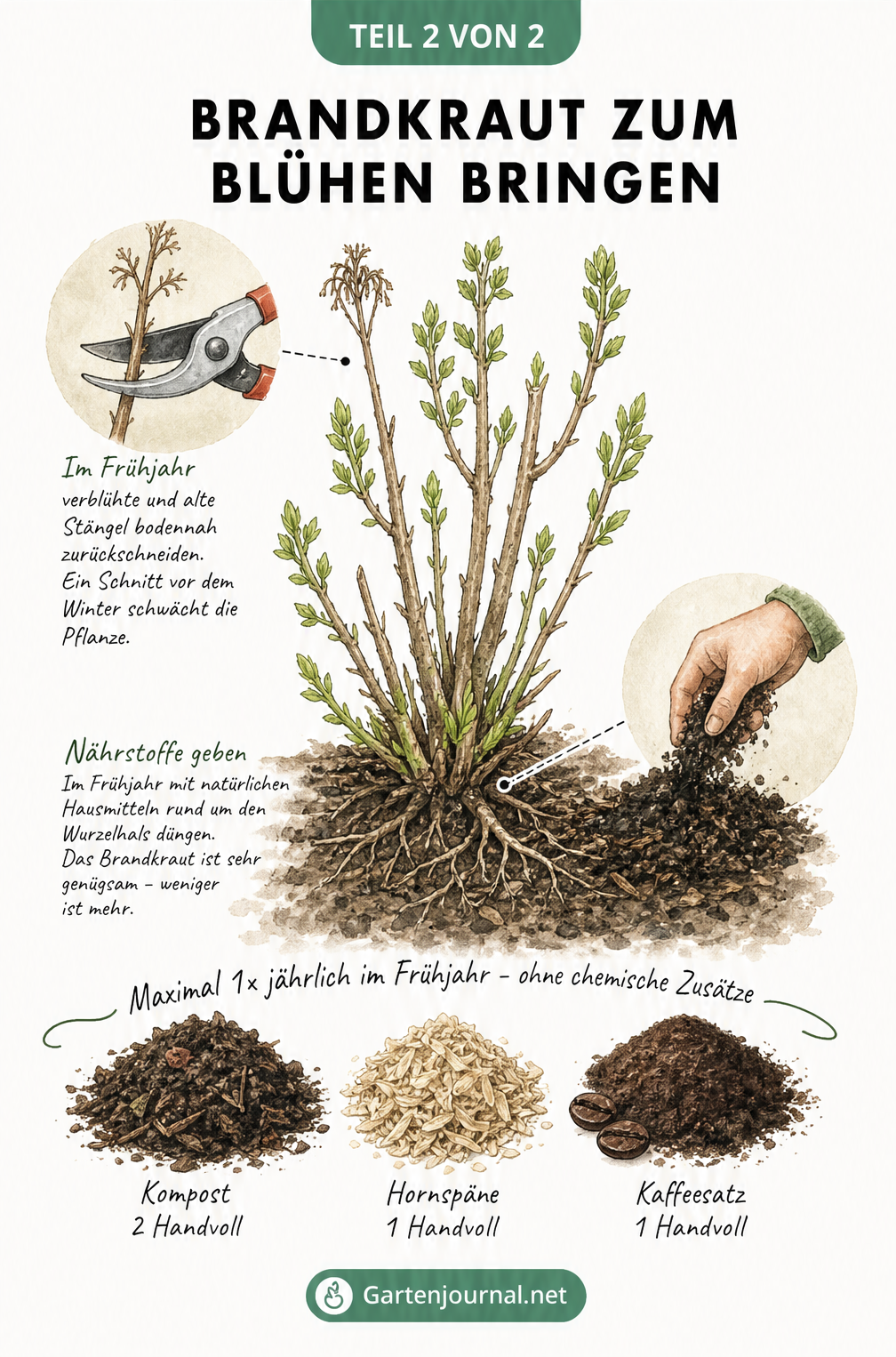 Illustration von Brandkraut im Frühjahr mit Gartenschere beim Rückschnitt und einer Hand, die Kompost, Hornspäne und Kaffeesatz als Dünger streut.