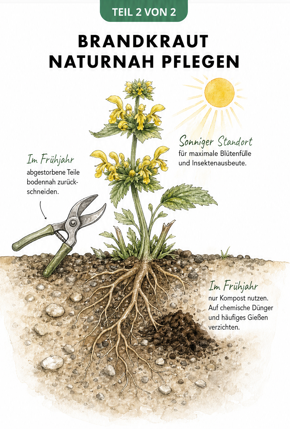 Querschnitt eines Brandkrauts mit sonnigem Standort, Gartenschere für den Rückschnitt und Kompost an den Wurzeln