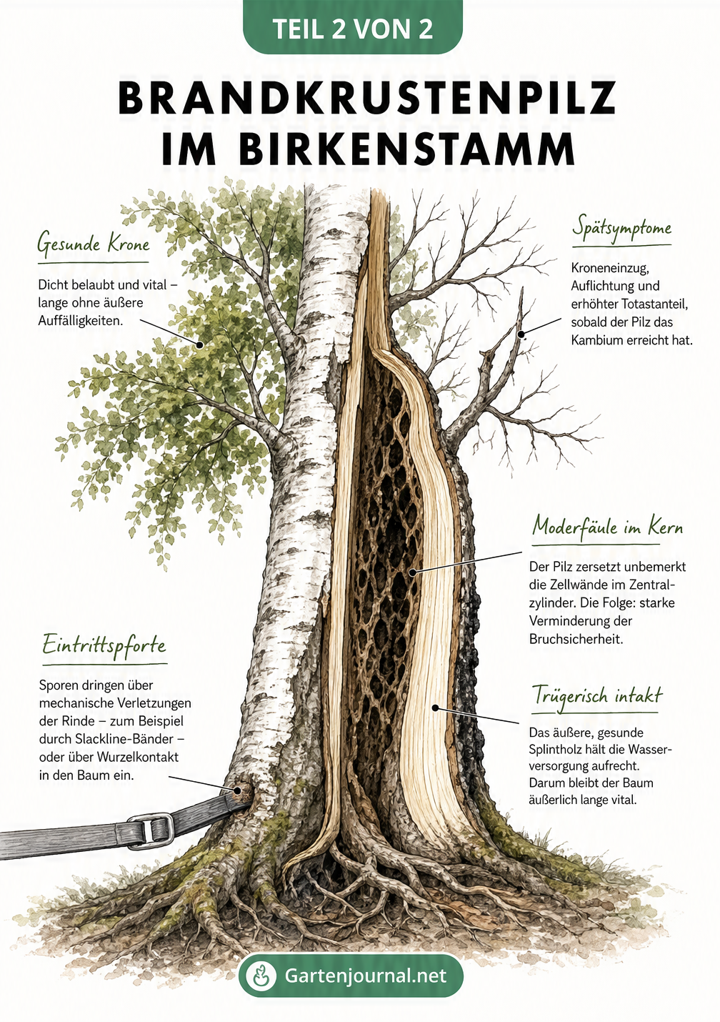 Anatomischer Längsschnitt einer Birke mit Brandkrustenpilz-Befall, der Moderfäule im Kernholz und Spätsymptome in der Krone zeigt