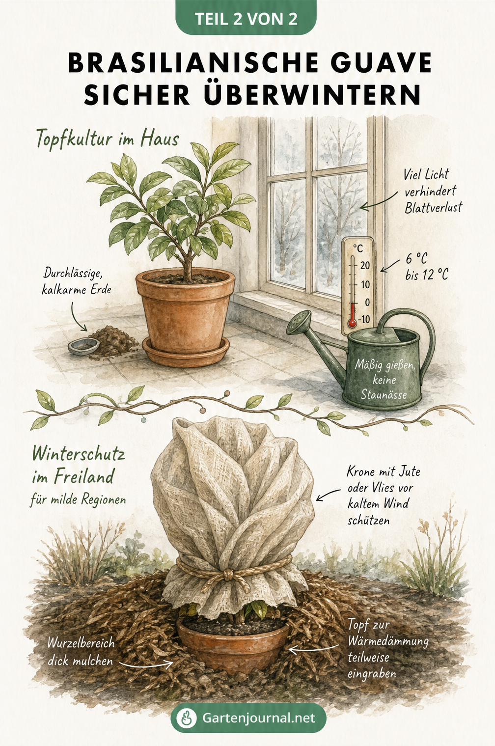 Zwei Illustrationen zur Überwinterung der Brasilianischen Guave: Topfkultur im hellen Wintergarten und Winterschutz im Freiland mit Mulch und Vlies.