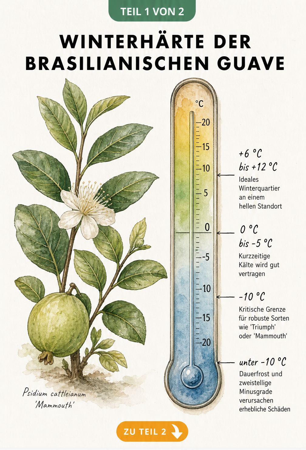 Botanische Illustration der Brasilianischen Guave mit einem Thermometer, das die Winterhärte und ideale Temperaturen für die Überwinterung anzeigt.
