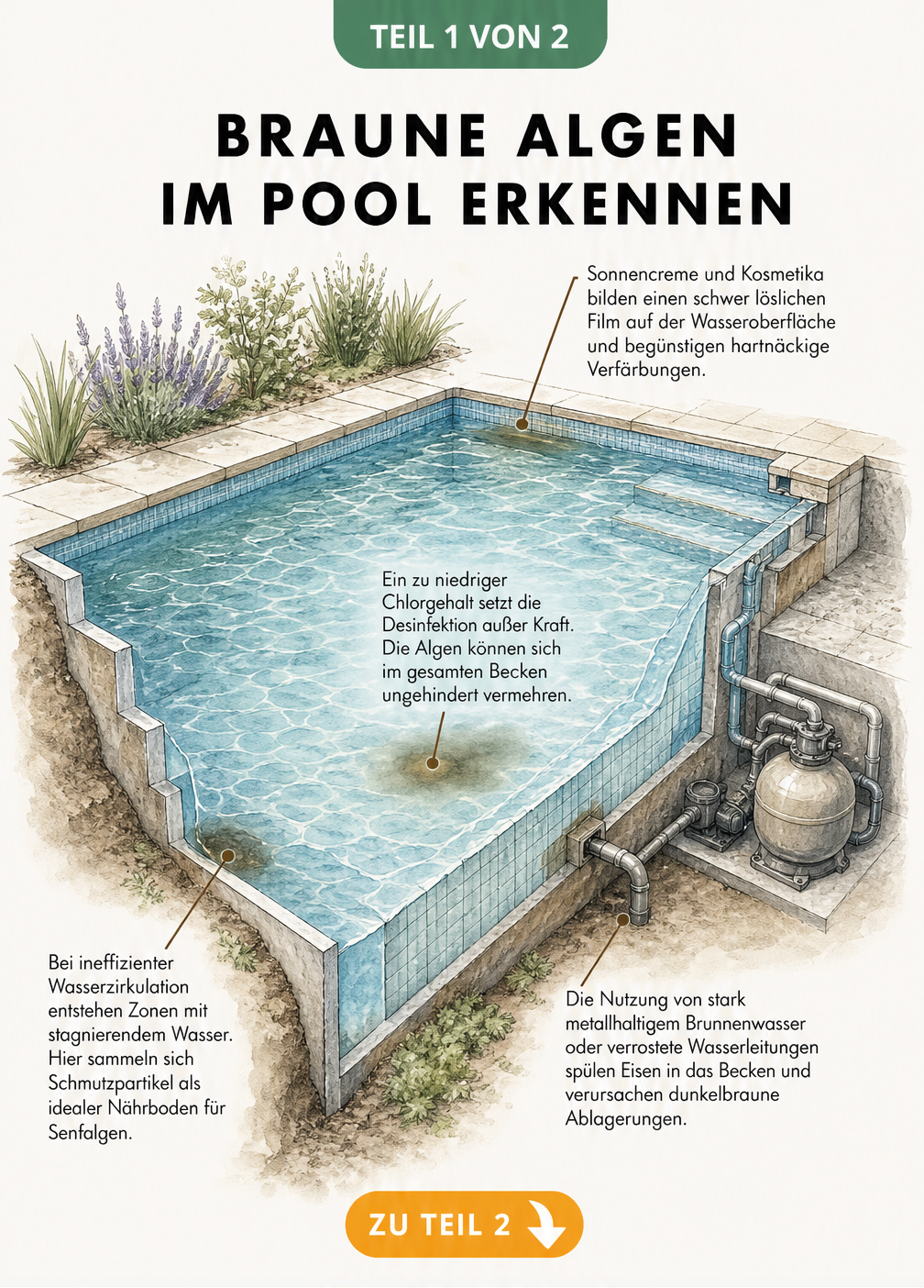 Schnittzeichnung eines Swimmingpools mit Ursachen für braune Algen wie Sonnencreme, schlechte Zirkulation, niedriger Chlorgehalt und metallhaltiges Wasser