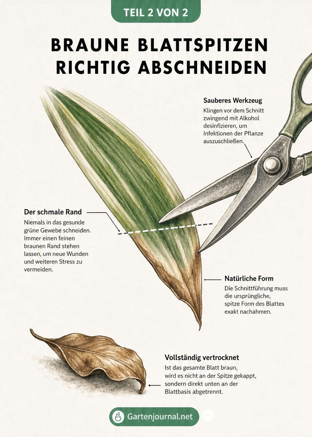 Nahaufnahme eines Blattes mit brauner Spitze, an dem eine Pflanzenschere ansetzt, wobei ein schmaler brauner Rand stehen bleibt.