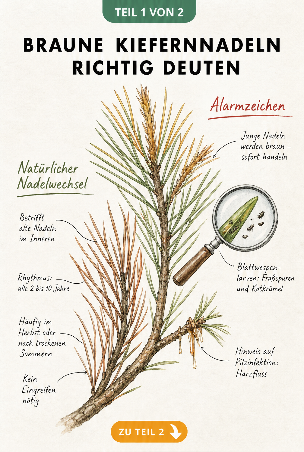 Illustration eines Kiefernzweigs, der natürlichen Nadelwechsel im Inneren und Alarmzeichen wie Fraßspuren oder Harzfluss an jungen Trieben zeigt