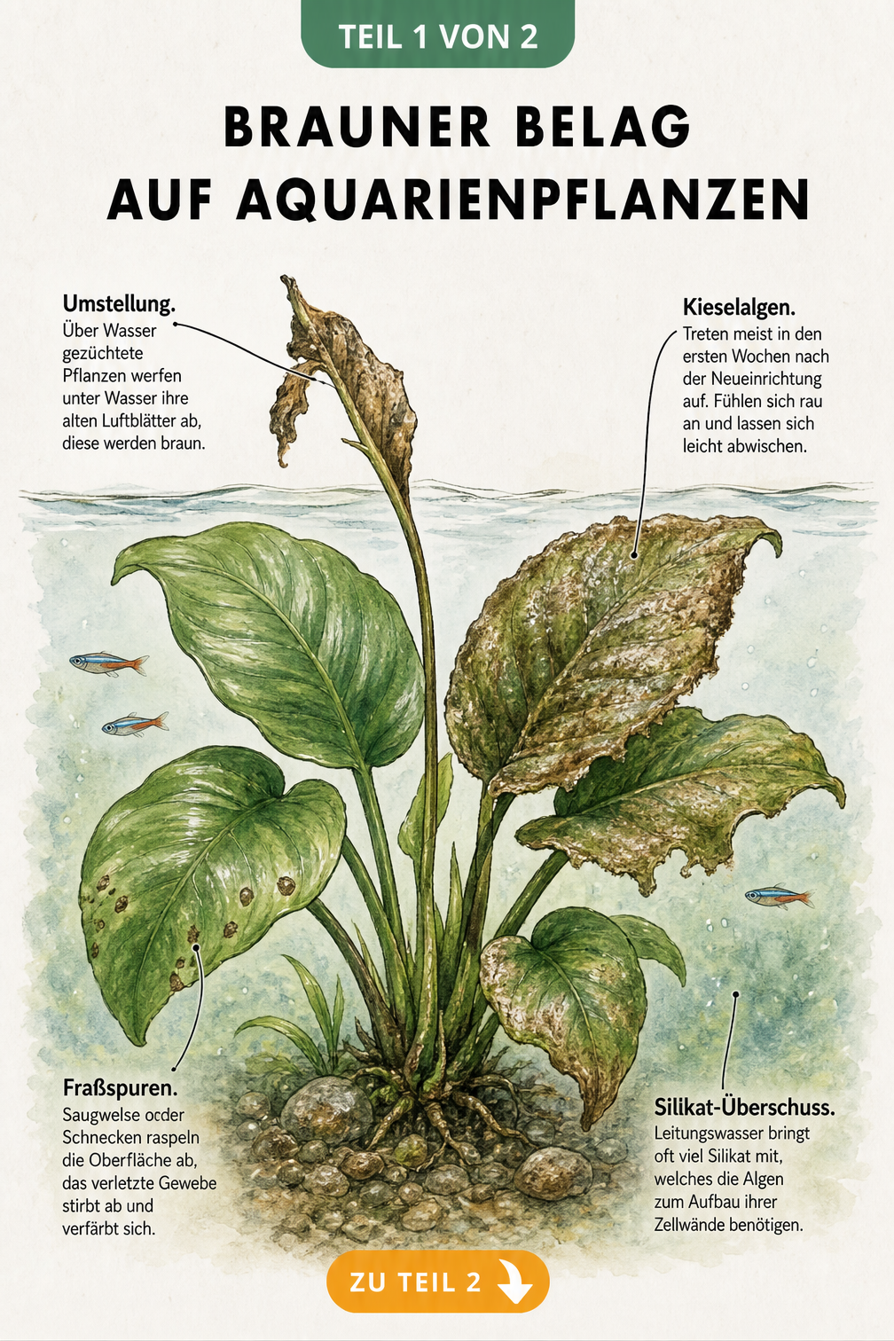 Illustration einer Aquarienpflanze mit braunem Belag durch Kieselalgen, Silikat-Überschuss, Umstellung und Fraßspuren