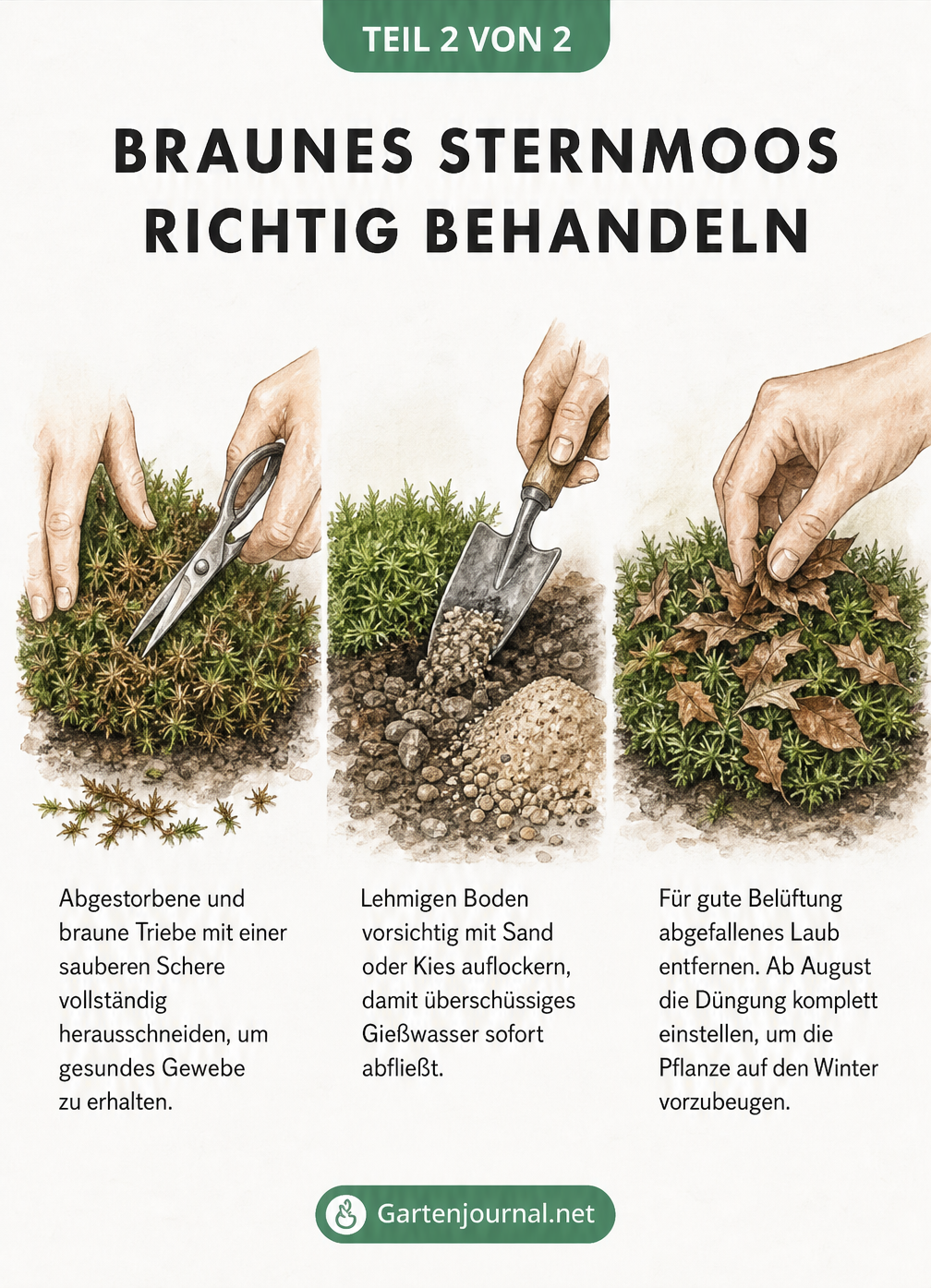 Drei Vignetten zeigen die Behandlung von braunem Sternmoos: Herausschneiden brauner Triebe, Auflockern des Bodens mit Sand und Entfernen von Herbstlaub.