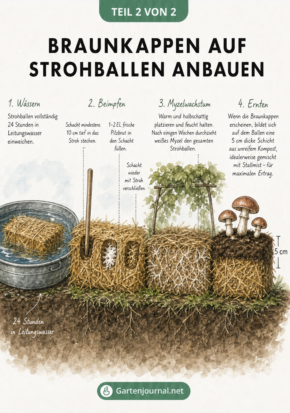 Querschnitt durch einen Gartenboden zeigt vier Phasen der Braunkappen-Zucht auf einem Strohballen: Wässern, Beimpfen mit Pilzbrut, Durchwachsen des Mycels und...