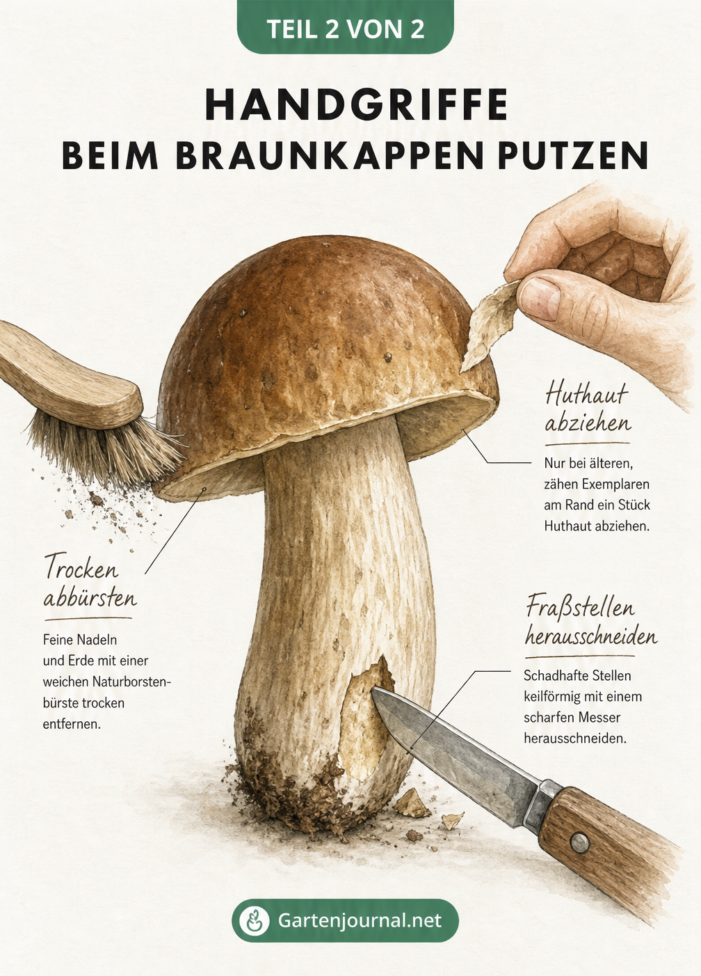 Detaillierte Zeichnung einer Braunkappe, an der verschiedene Reinigungsschritte gezeigt werden: Abziehen der Huthaut, Abbürsten mit einer Naturborstenbürste...