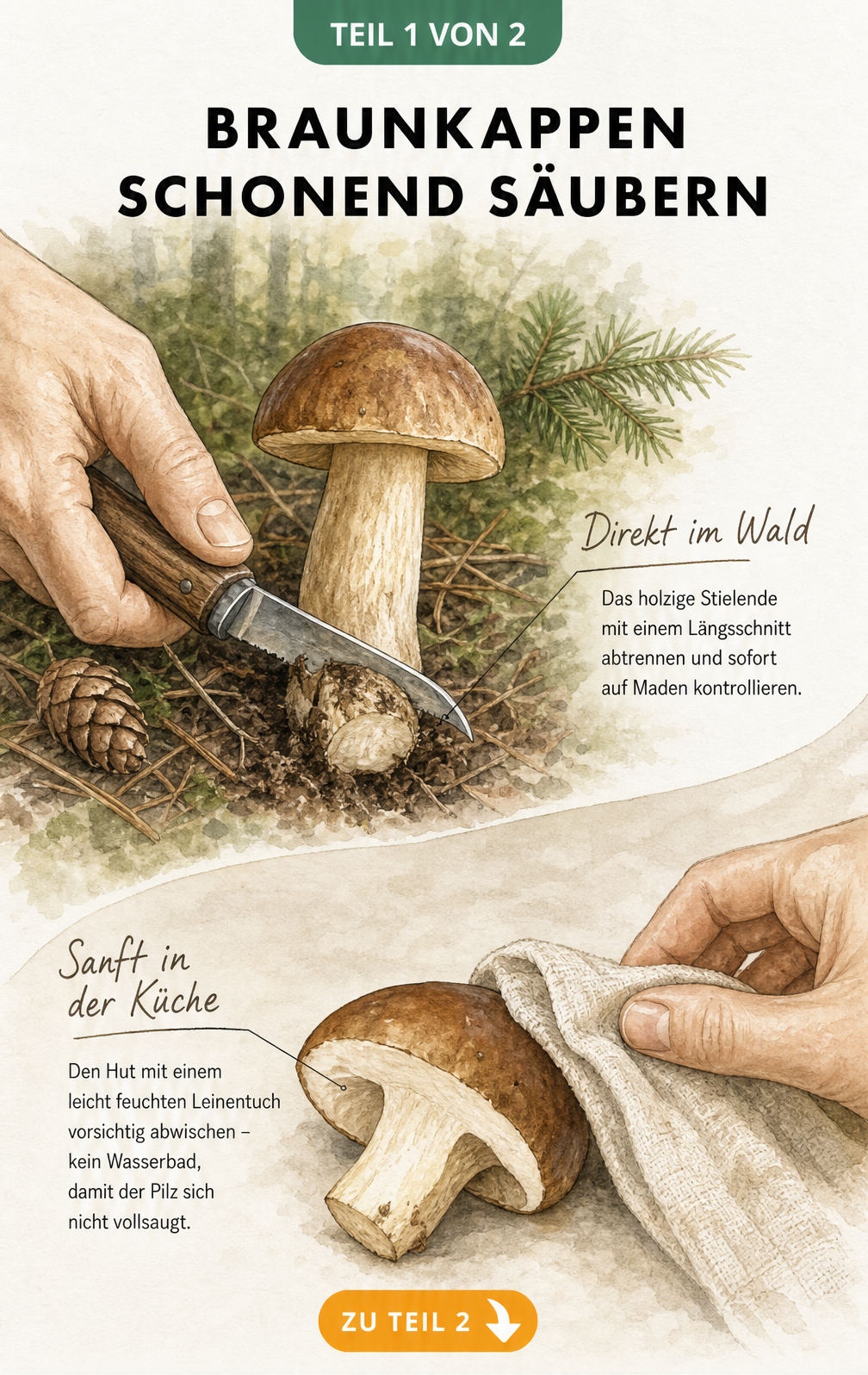 Illustration einer Hand, die mit einem Pilzmesser das holzige Stielende einer Braunkappe im Wald abtrennt, und einer halbierten Braunkappe, die mit einem...